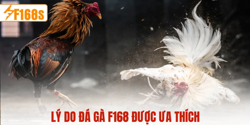 Lý do đá gà F168 được ưa thích